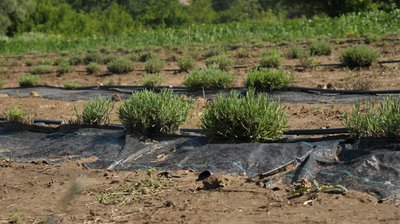 Релоковане поле: підприємиця пересадила лаванду із прикордоння Сумщини углиб регіону