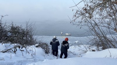 Енергетики, лебеді, Бурштин Енергетики, лебеді, Бурштин
