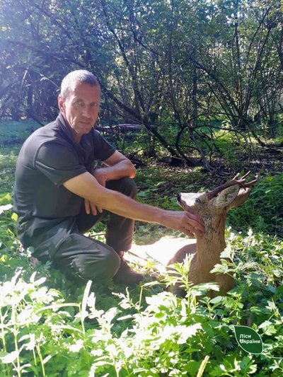 Травмувався під час бійки за самку: на Волині виходжують самця козулі