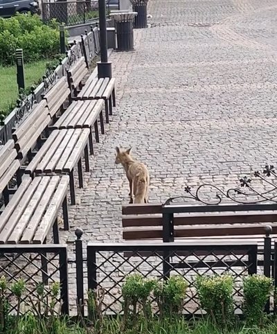 Лисиці у центрі Чернівців: чому дикі тварини з'являються у місті та чи небезпечно це Лисиці у центрі Чернівців: чому дикі тварини з'являються у місті та чи небезпечно це