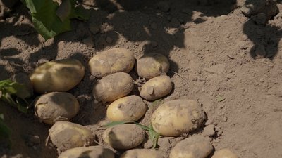 "Чернігівщина – картопляний рай": як її вирощують в регіоні та які є особливості "Чернігівщина – картопляний рай": як її вирощують в регіоні та які є особливості