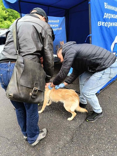 Понад 3400 котів і собак вакцинували у Вінниці під час кампанії проти сказу Понад 3400 котів і собак вакцинували у Вінниці під час кампанії проти сказу