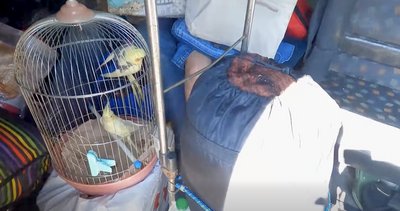 Поліцейські евакуювали із Дружківки шістьох людей разом із тваринами Поліцейські евакуювали із Дружківки шістьох людей разом із тваринами