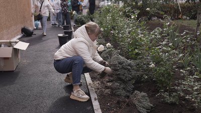У Вінниці висадили лавандову алею до Дня захисника та захисниці У Вінниці висадили лавандову алею до Дня захисника та захисниці