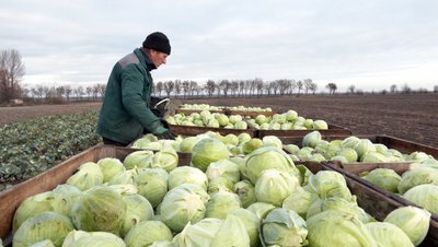 "Маленька, а має бути як голова": чи вродила капуста на Волині