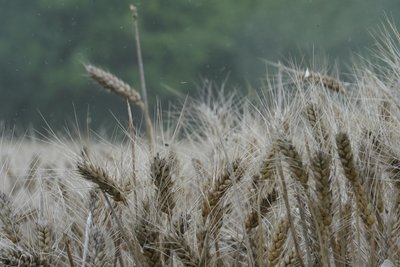 пшениця на Харківщині пшениця на Харківщині