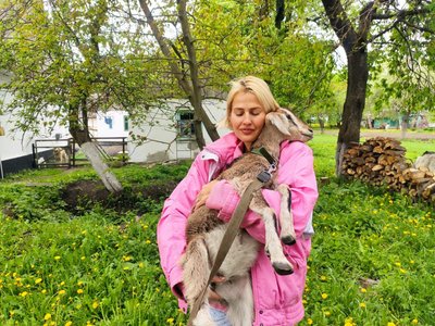 переїхала з києва на хутір, анджеліка кравець, хутір лисички, вишнівець, тернопільська область переїхала з києва на хутір, анджеліка кравець, хутір лисички, вишнівець, тернопільська область