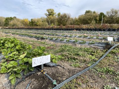 Вирощування лохини та суниці на Полтавщині: чи вигідний бізнес Вирощування лохини та суниці на Полтавщині: чи вигідний бізнес