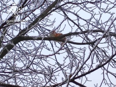 На Одещині пожежні врятували кошеня На Одещині пожежні врятували кошеня
