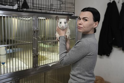 "Стан поганий". З прифронтового Покровського евакуювали 20 шиншил, які перебували у "чорному" розпліднику "Стан поганий". З прифронтового Покровського евакуювали 20 шиншил, які перебували у "чорному" розпліднику