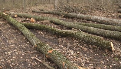 Вирубані дерева у лісі Вирубані дерева у лісі