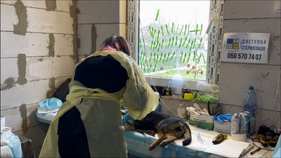 "Тварина помирає в пекельних муках": в Ізмаїлі масово труять безпритульних собак