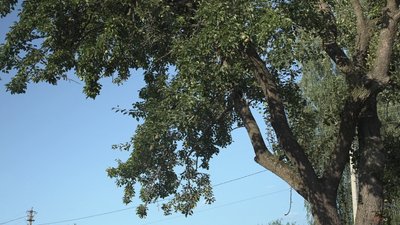 "Хочу дітям прищепити любов до села": історія Алли Кіптель, яка придбала майже 100-річний будинок на хуторі "Хочу дітям прищепити любов до села": історія Алли Кіптель, яка придбала майже 100-річний будинок на хуторі