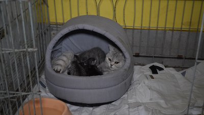 Народила в дорозі п'ятьох кошенят. З Костянтинівки на Донеччині до Дніпра евакуювали вагітну кішку Народила в дорозі п'ятьох кошенят. З Костянтинівки на Донеччині до Дніпра евакуювали вагітну кішку