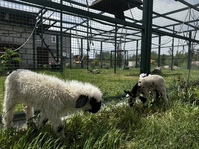 "Бігає за мною як за мамкою": як осовоюється в екопарку знайдене на Полтавщині дитинча козулі "Бігає за мною як за мамкою": як осовоюється в екопарку знайдене на Полтавщині дитинча козулі