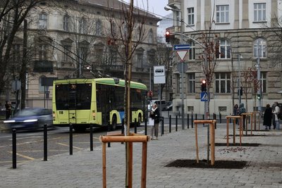 Клени висадили вздовж фасаду вишу Клени висадили вздовж фасаду вишу