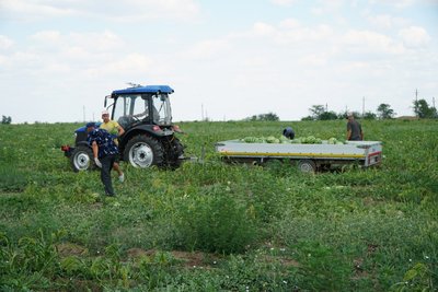 "Збираємо по 7-8 тонн в день". На Нікопольщині попри обстріли у фермерському господарстві вперше вирощують кавуни