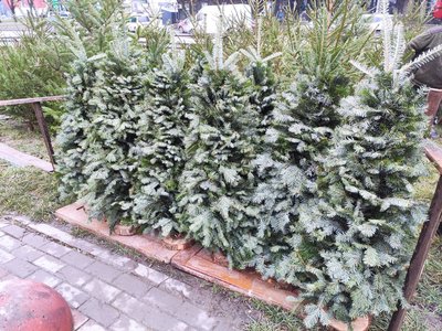 Новорічні ялинки, ялинки, купити ялинку, живі ялинки, тернопіль