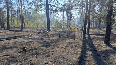 наслідки лісова пожежа обстріл армія РФ парк "Святі гори" Святогірськ Донецька область 1 жовтня 2024 рік наслідки лісова пожежа обстріл армія РФ парк "Святі гори" Святогірськ Донецька область 1 жовтня 2024 рік