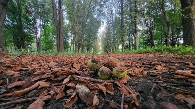 листя у парку листя у парку