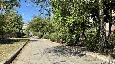 Ремонт алеї Андрія Палая в Ужгороді: чи вирубають 100 дерев Ремонт алеї Андрія Палая в Ужгороді: чи вирубають 100 дерев