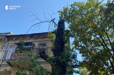 В Одесі через негоду впали дерева: рух транспорту змінили