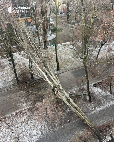 В Одесі через негоду упали дев’ять дерев та великих гілок