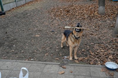 вівчарка