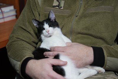 котик