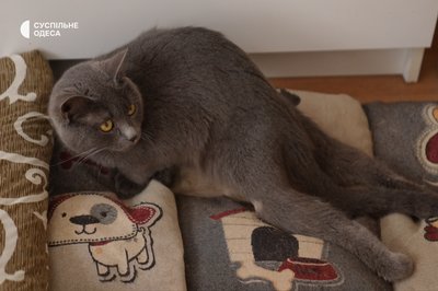 “Їх хотіли приспати”: дівчина з Одеси доглядає за вісьмома котами з інвалідністю “Їх хотіли приспати”: дівчина з Одеси доглядає за вісьмома котами з інвалідністю