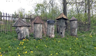 "Бортництво. Глядіння пчіл по-Баївськи": як на Волині бережуть нематеріальну культурну спадщину "Бортництво. Глядіння пчіл по-Баївськи": як на Волині бережуть нематеріальну культурну спадщину