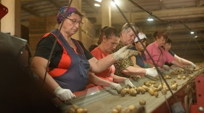 Урожай картоплі є, але зберігати дорого: черкаські фермери рахують витрати