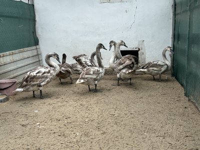 "Праця не дуже романтична": ветеринар з Горішніх Плавнів на Полтавщині рятує диких тварин "Праця не дуже романтична": ветеринар з Горішніх Плавнів на Полтавщині рятує диких тварин