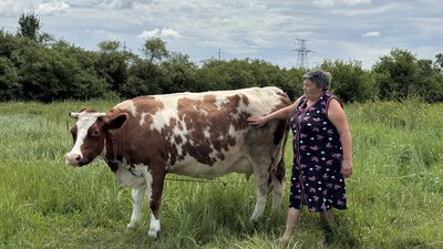 Марина випасає корову Райгородок Донецька область 2 липня 2025 рік Марина випасає корову Райгородок Донецька область 2 липня 2025 рік