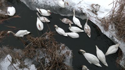 Понад пів сотні лебедів залишились зимувати на річці Устя у Великому Олексині на Рівненщині Понад пів сотні лебедів залишились зимувати на річці Устя у Великому Олексині на Рівненщині