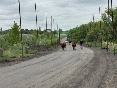 Двадцять соток картоплі, пасіка і дім: подружжя зі Степанівки залишає все через російські дрони Двадцять соток картоплі, пасіка і дім: подружжя зі Степанівки залишає все через російські дрони
