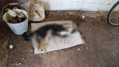 Жителю Житомирщини, який повісив сусідського пса, оголосили підозру Жителю Житомирщини, який повісив сусідського пса, оголосили підозру