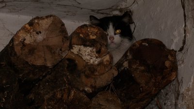 "Їхню біду сприймаю, як свою особисту": на Чернігівщині чоловік влаштував притулок для 30 котів "Їхню біду сприймаю, як свою особисту": на Чернігівщині чоловік влаштував притулок для 30 котів