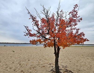 Золотаво-багряний і малолюдний: якй вигляд має осінній Дніпро — фоторепортаж Золотаво-багряний і малолюдний: якй вигляд має осінній Дніпро — фоторепортаж