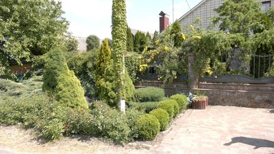 Кипариси, туї, ялинки, сосни, модрину: історія вінничанки, яка вирощує понад 80 видів рослин Кипариси, туї, ялинки, сосни, модрину: історія вінничанки, яка вирощує понад 80 видів рослин
