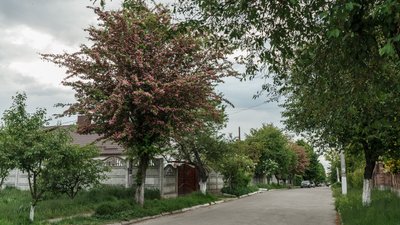 Як у Здолбунові розцвів глід. Фоторепортаж Як у Здолбунові розцвів глід. Фоторепортаж