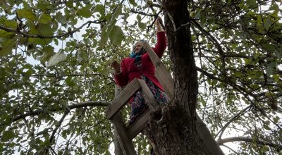 Як 83-річна пенсіонерка з Рівненщини запасає на зиму яблука та груші, зриваючи їх з високих дерев Як 83-річна пенсіонерка з Рівненщини запасає на зиму яблука та груші, зриваючи їх з високих дерев