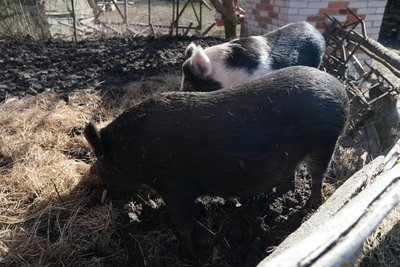 Село на сім дворів: як живуть мешканці малолюдного села на Недригайлівщині Село на сім дворів: як живуть мешканці малолюдного села на Недригайлівщині