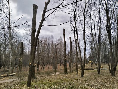 У Луцьку зрізають уражені омелою дерева У Луцьку зрізають уражені омелою дерева