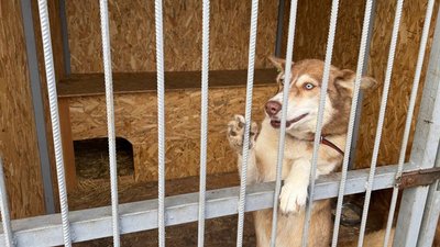 Пес породи хаскі у притулку для тварин "Дай шанс" Слов’янськ Донецька область Пес породи хаскі у притулку для тварин "Дай шанс" Слов’янськ Донецька область