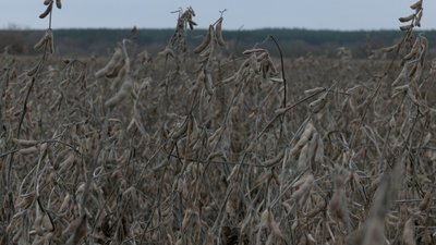 Роблять ліки та паливо: фахівчиня з Черкас розповіла про важливість сої