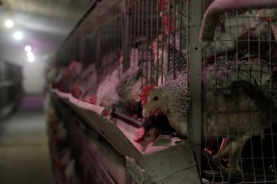 Дослідна станція птахівництва Дослідна станція птахівництва