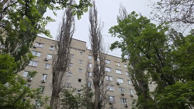 У Миколаєві близько 60 відсотків дерев підлягають знесенню: що відомо та що думають місцеві жителі
