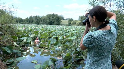 Рожеве море посеред Вінниччини: у Сологубівці ставок вкрився лотосами