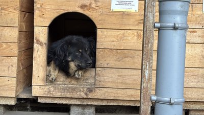 "Вони також хочуть погуляти". У Конотопі організували день відкритих дверей у притулку для собак "Вони також хочуть погуляти". У Конотопі організували день відкритих дверей у притулку для собак